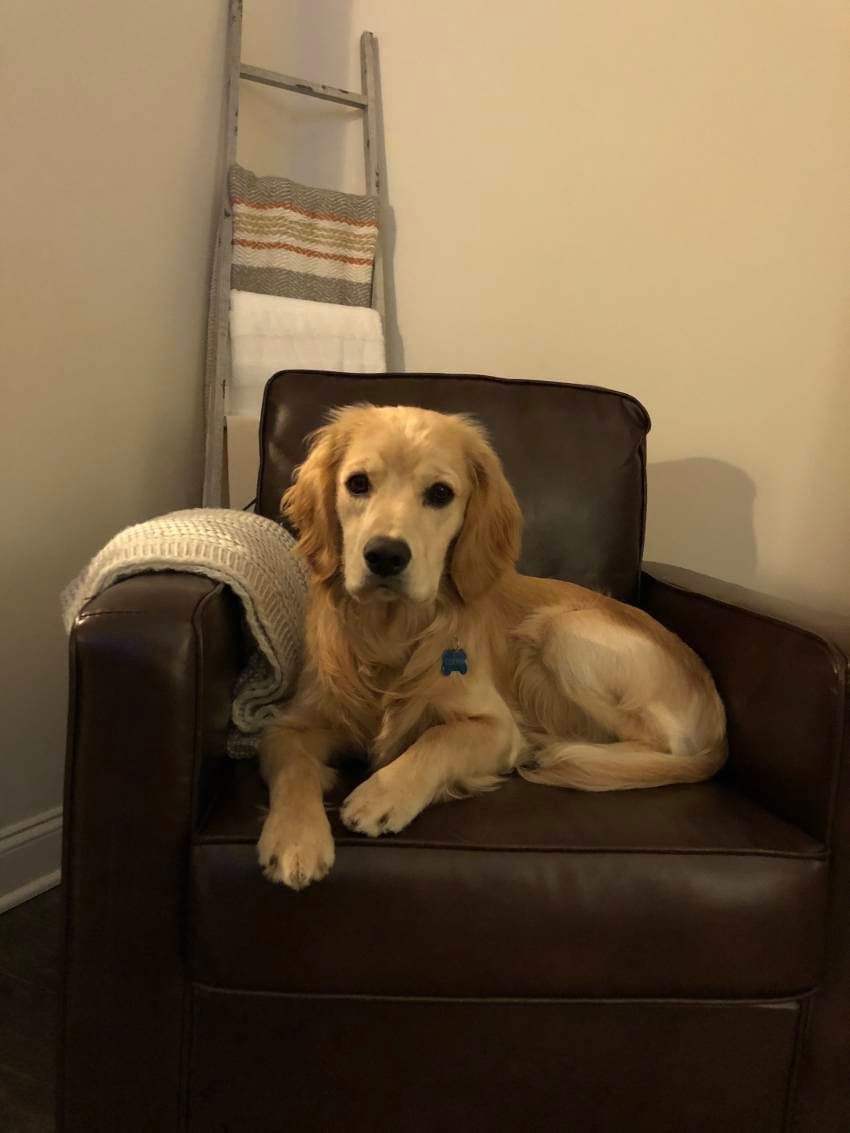 Rust has a blueprint, and paw print for Stanley Cup success